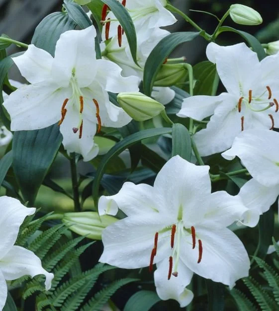 Oriental Lily Bulbs — Store 1 — Three Toads Farm